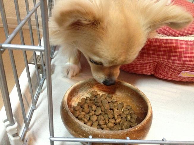 ご飯の時間の「まて」